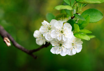 Omenapuun oksa kukassa.