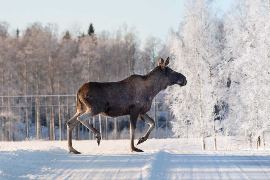 A large moose trots across a snowy road in winter.