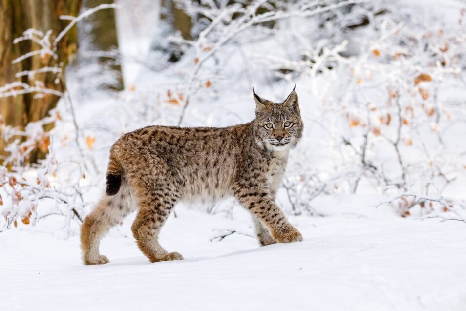 A lynx walking through a snowy landscape.
