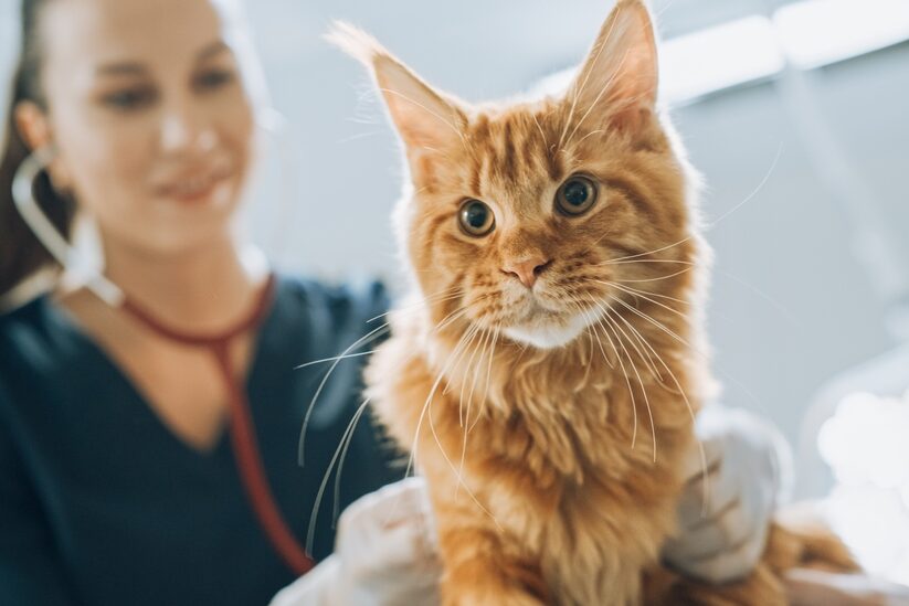 A reddish-toned large cat on a veterinary exam table. The vet is listening to the cat with a stethoscope.