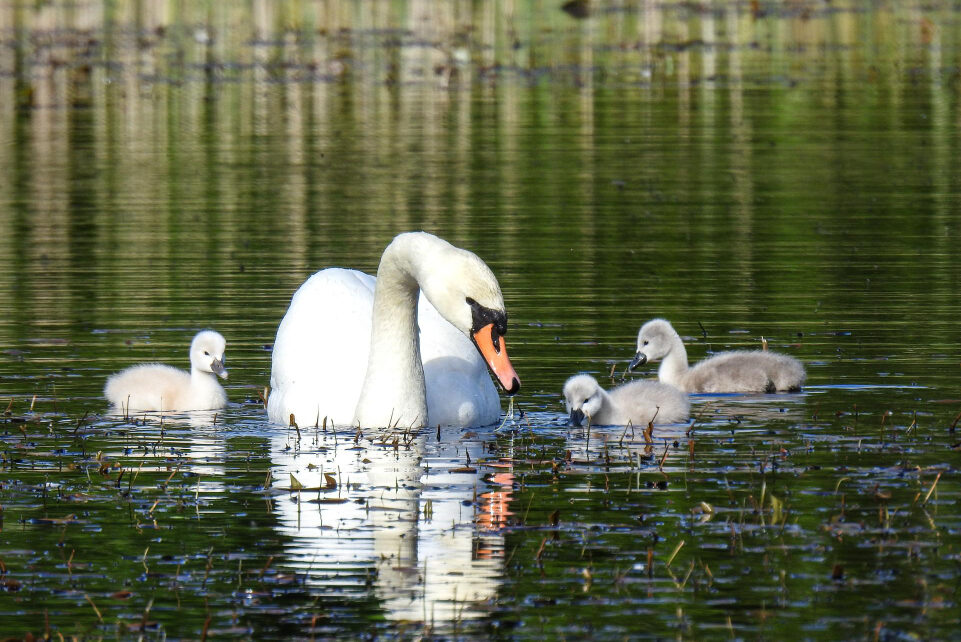 A swan with its cygnets in the water.
