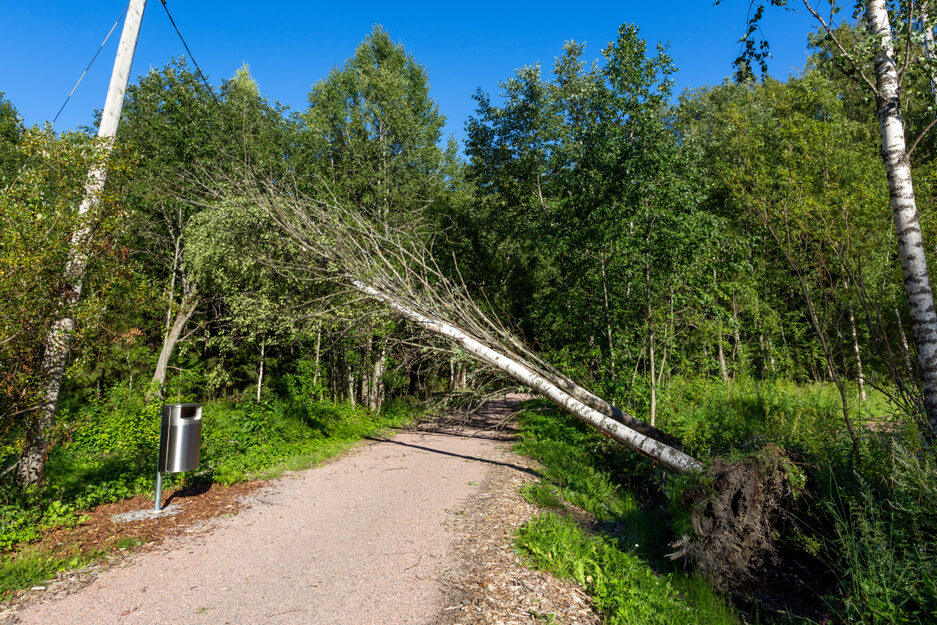 A fallen tree lies across power lines and a pedestrian path.