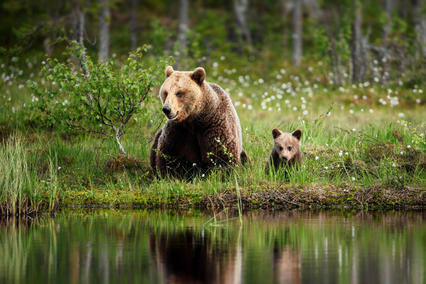 A bear and its cub rest by the edge of a pond.