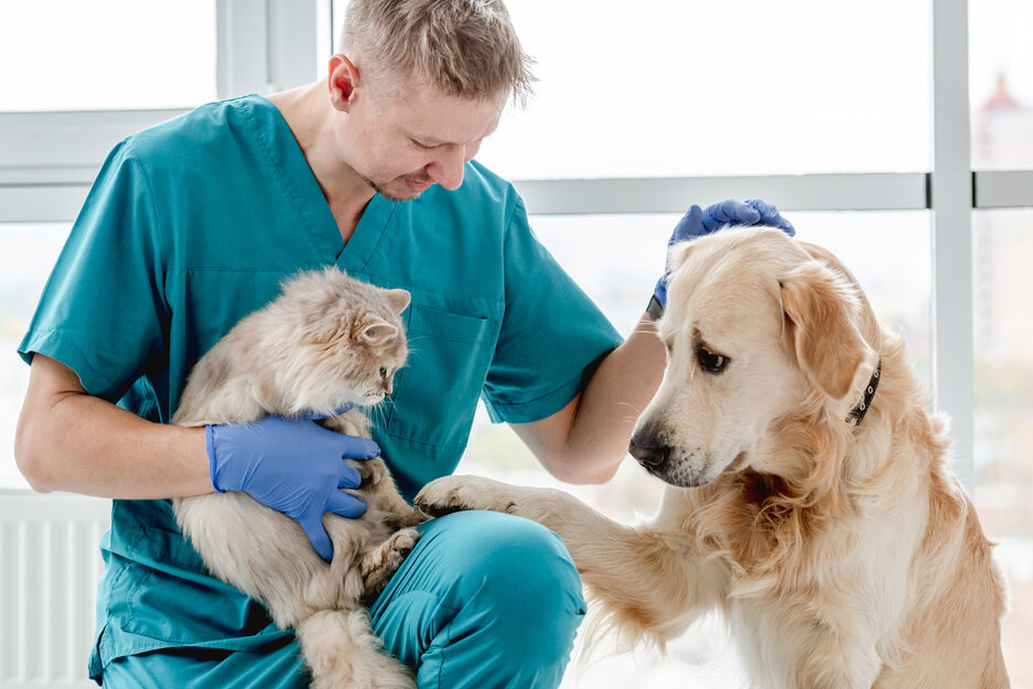 A veterinarian crouching and holding a cat in their arms. Next to them is a dog offering its paw to the cat.