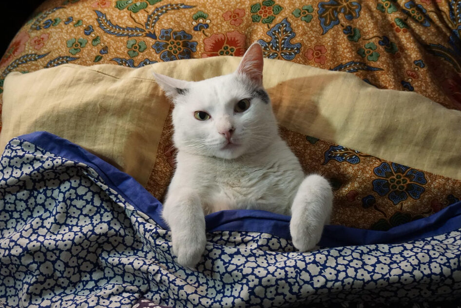 A white cat lying on its back under a patterned bedspread, staring straight ahead.