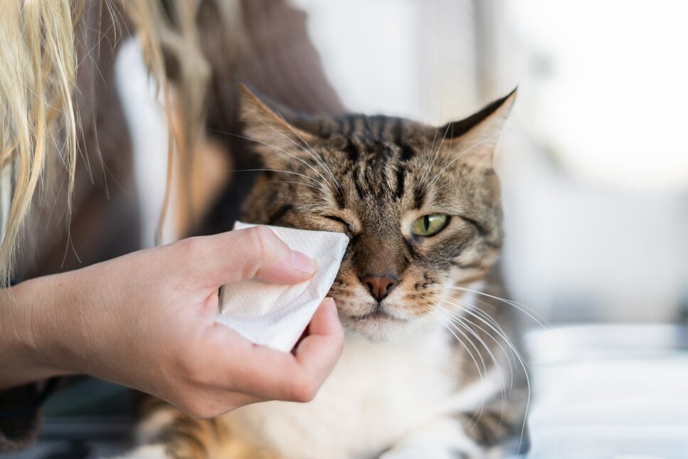 A cat on a table having its lower eyelid wiped with a cleaning pad.