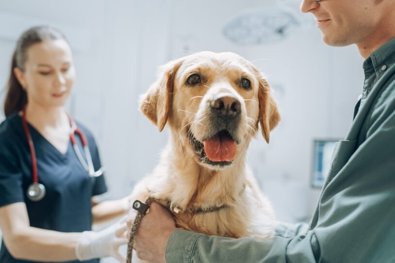 A Labrador-like dog being examined at the vet.