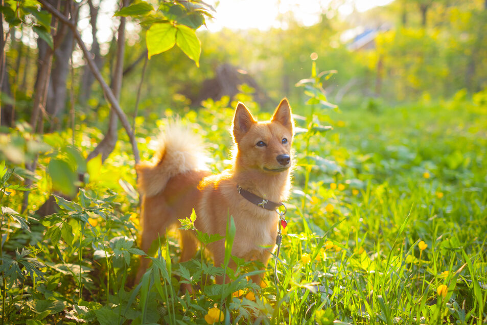 A pricked-ear dog standing on a lush meadow in the sunshine, looking forward.