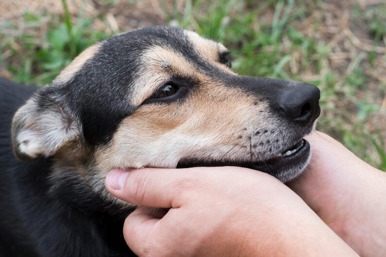 A veterinarian crouching and holding a cat in their arms. Next to them is a dog offering its paw to the cat.