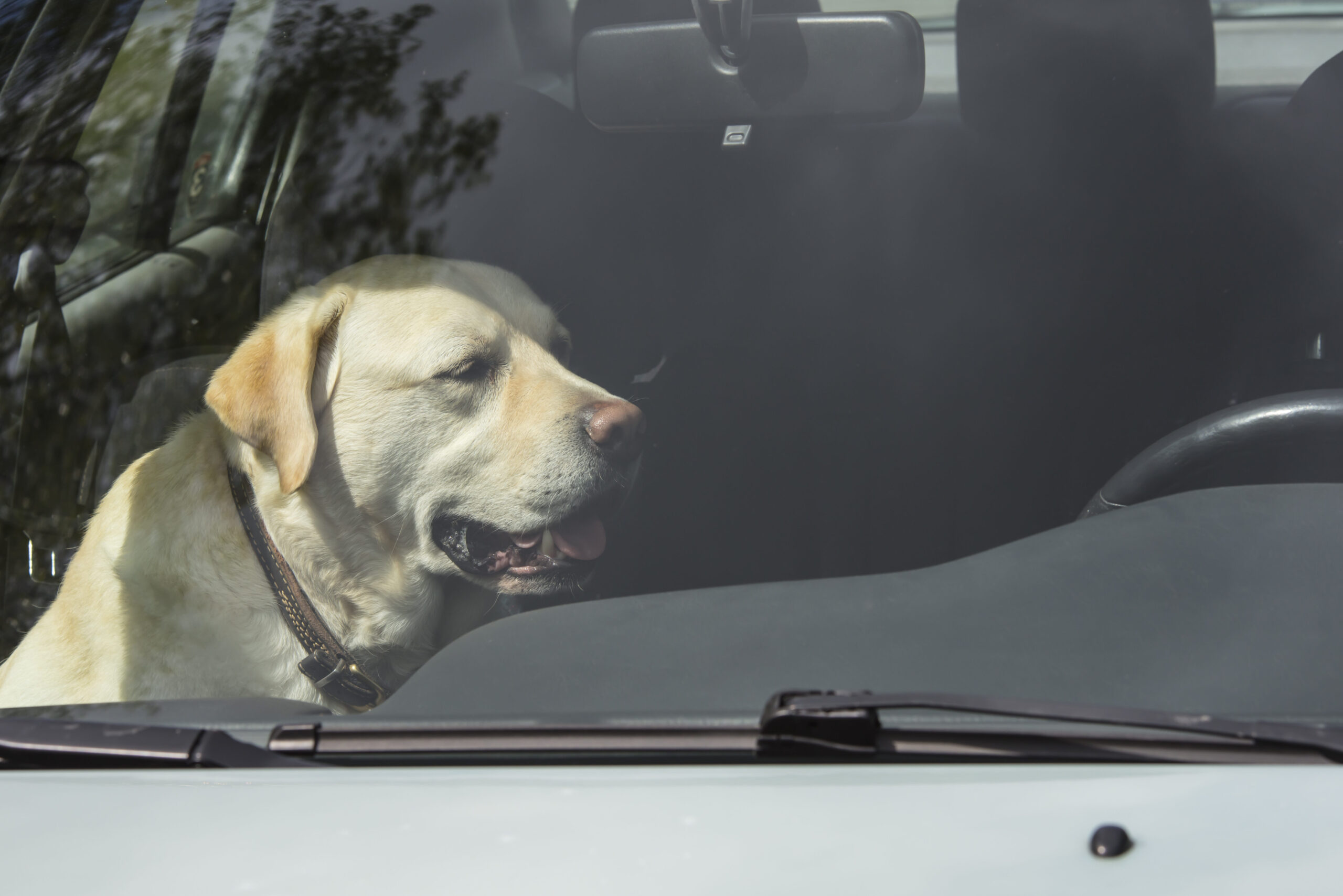 A Labrador retriever sits on the front seat of an empty car in bright sunlight.