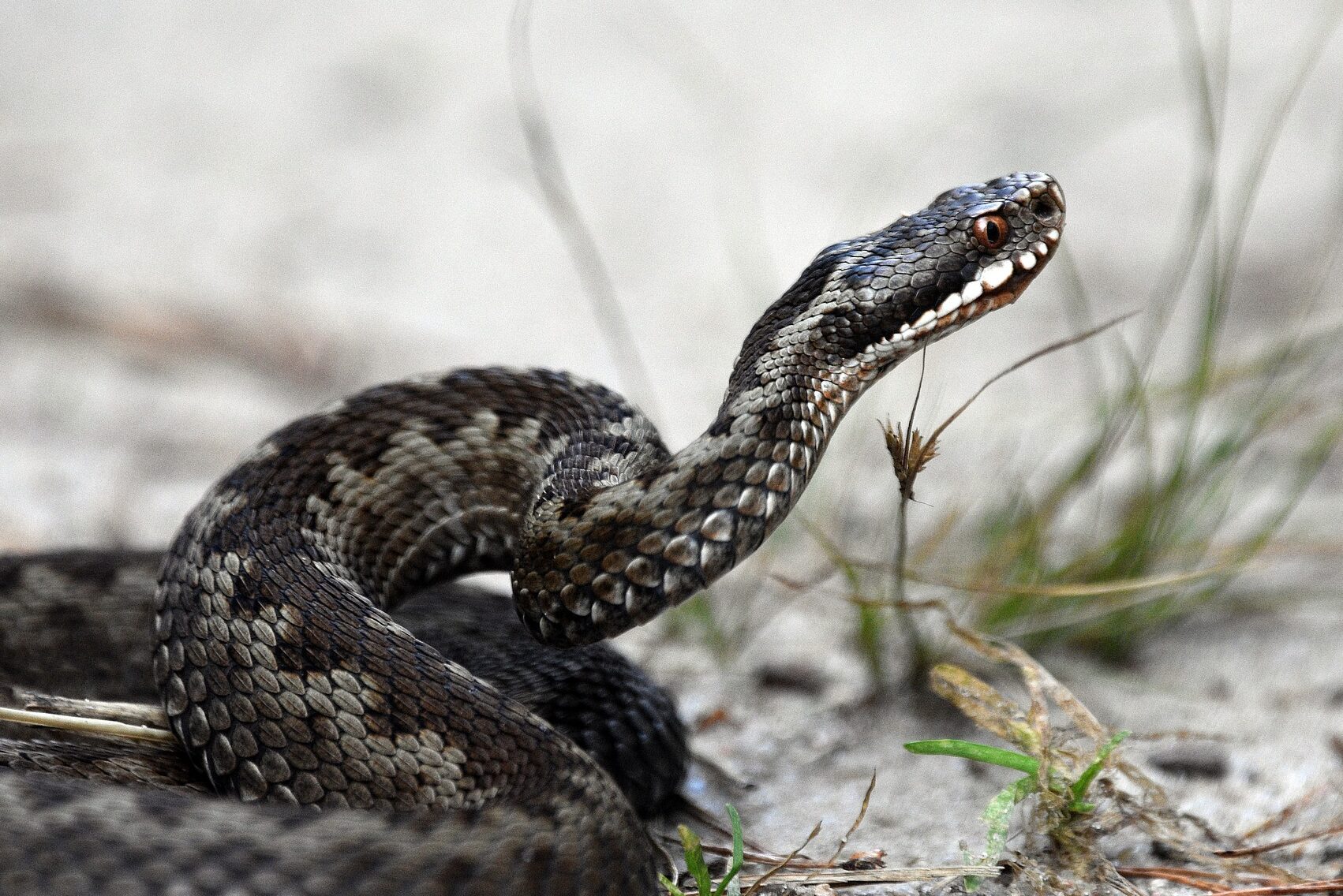 A common European adder coiled on the ground with its head slightly raised.