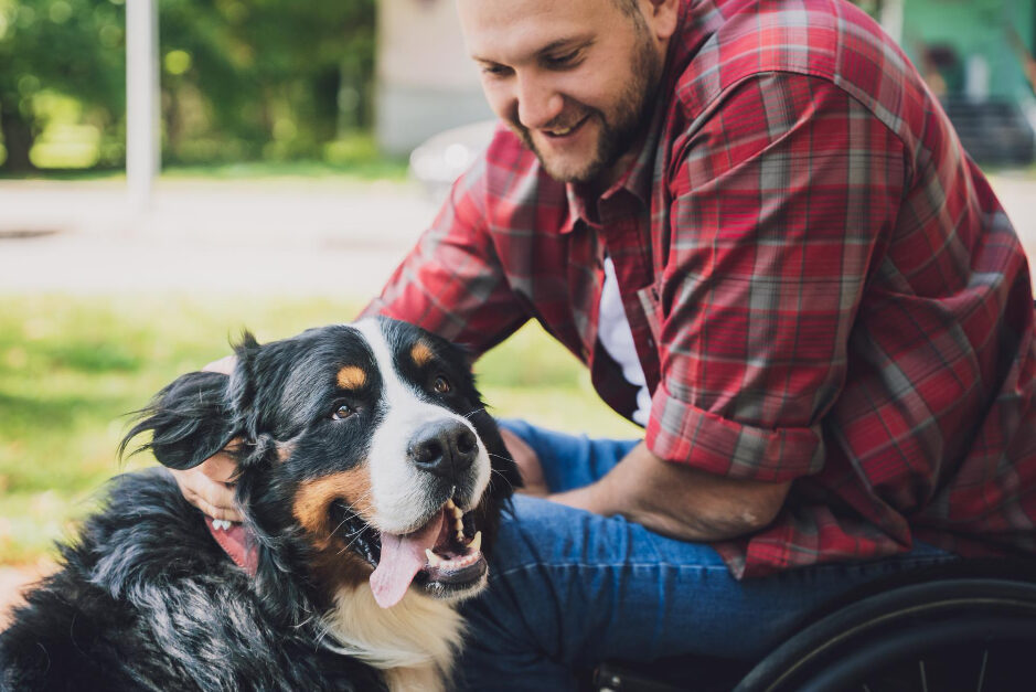 A man in a wheelchair pets a dog that looks like a Bernese Mountain Dog.