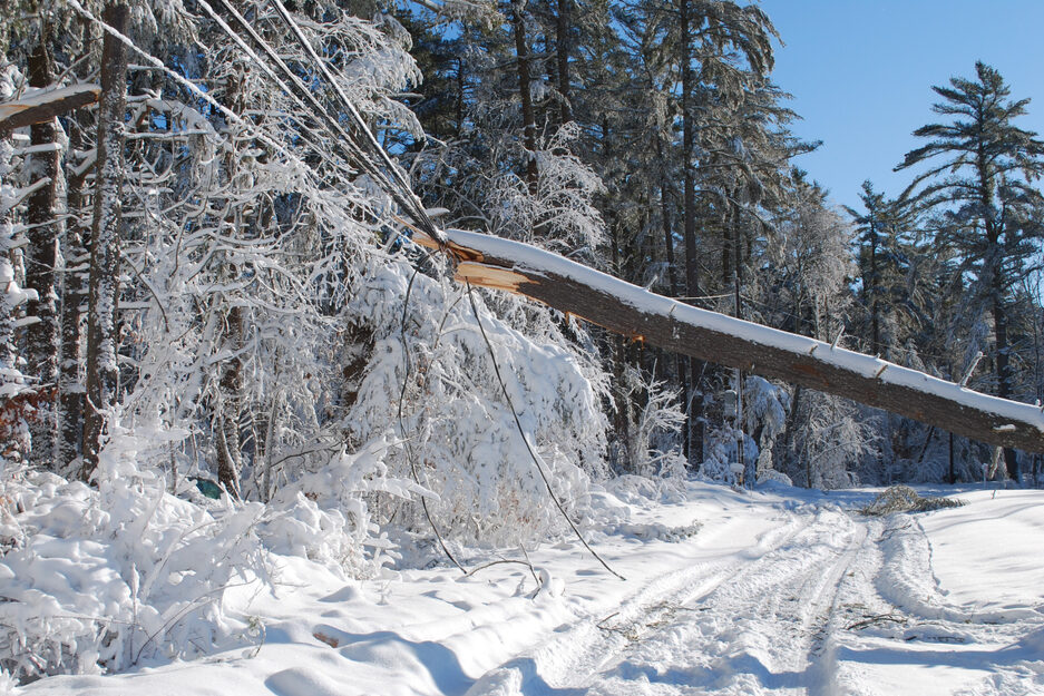 A fallen tree in a winter landscape.