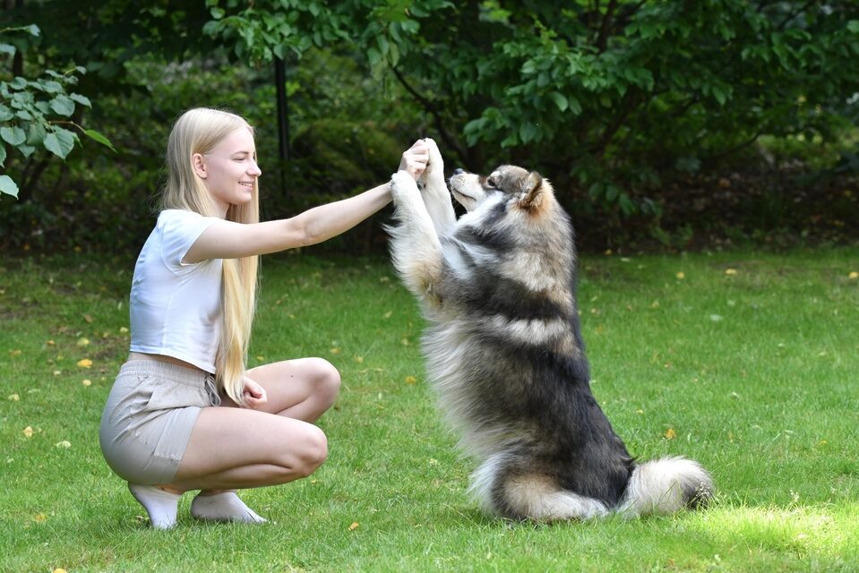 A dog and a young woman on the grass. The dog has given the woman a “high five".