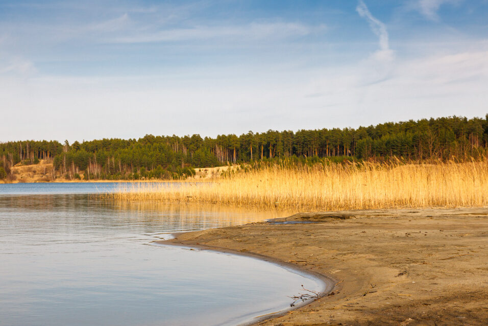 A body of water with a sandy beach, reeds, and a forest visible in the distance.